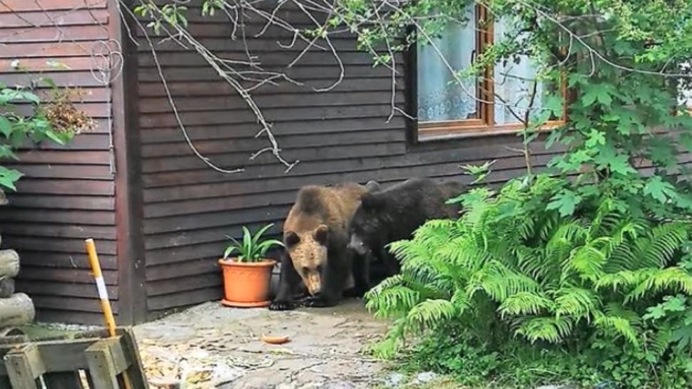 Împușcarea urșilor agresivi - ce DECIZIE ar putea fi luată astăzi