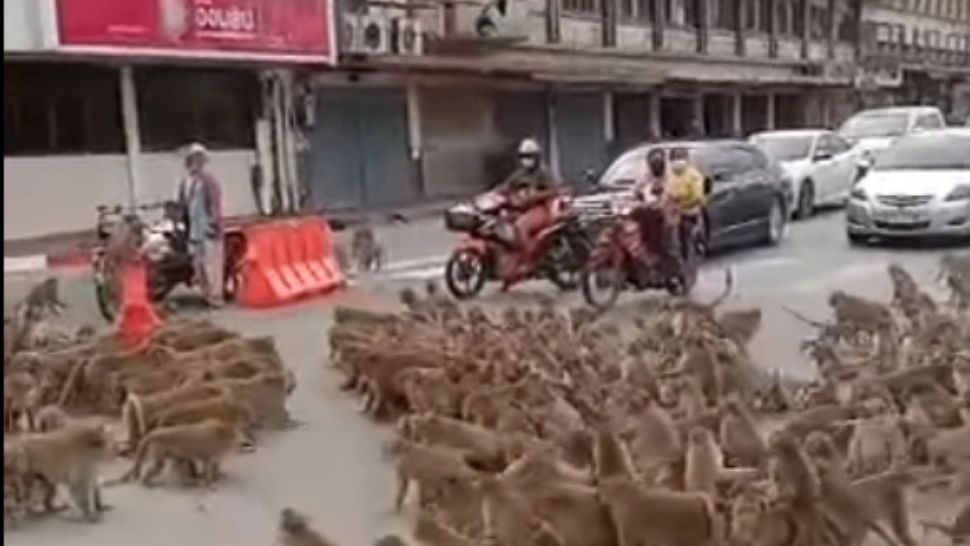 VIDEO Mii de maimuțe s-au luat la bătaie în plină stradă, în Thailanda. Motivul este HALUCINANT