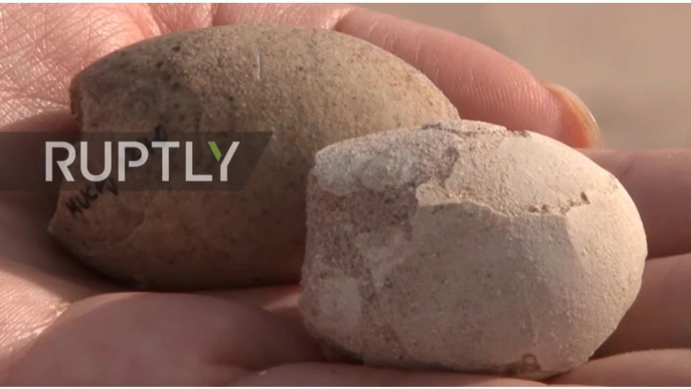 VIDEO Oamenii de știință sunt ULUIȚI: 160 de ouă de păsări preistorice, descoperite într-un campus din Patagonia