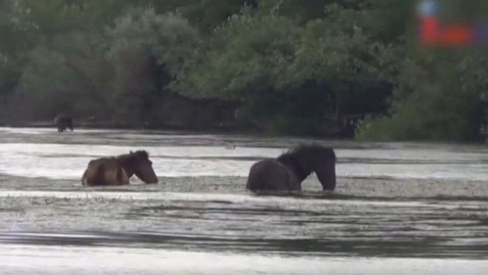 VIDEO Paradisul cailor sălbatici, luat cu asalt de turiști. Ce îi atrage pe oameni