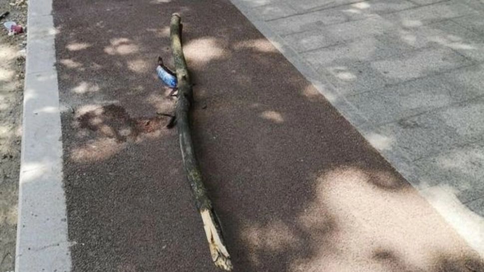 La un pas de tragedie. O creangă ruptă dintr-un copac a căzut peste un copil de 9 ani, în Galați 