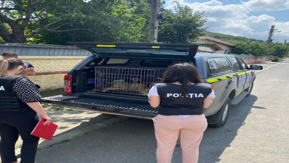 Amendat cu 3.000 de lei pentru că și-a abandonat în curte câinele lovit de mașină