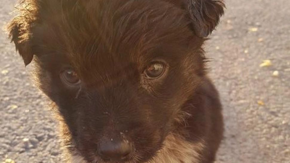 VIDEO Supraveghere video pentru depistarea celor care abandonează câini la periferiile Bucureștiului