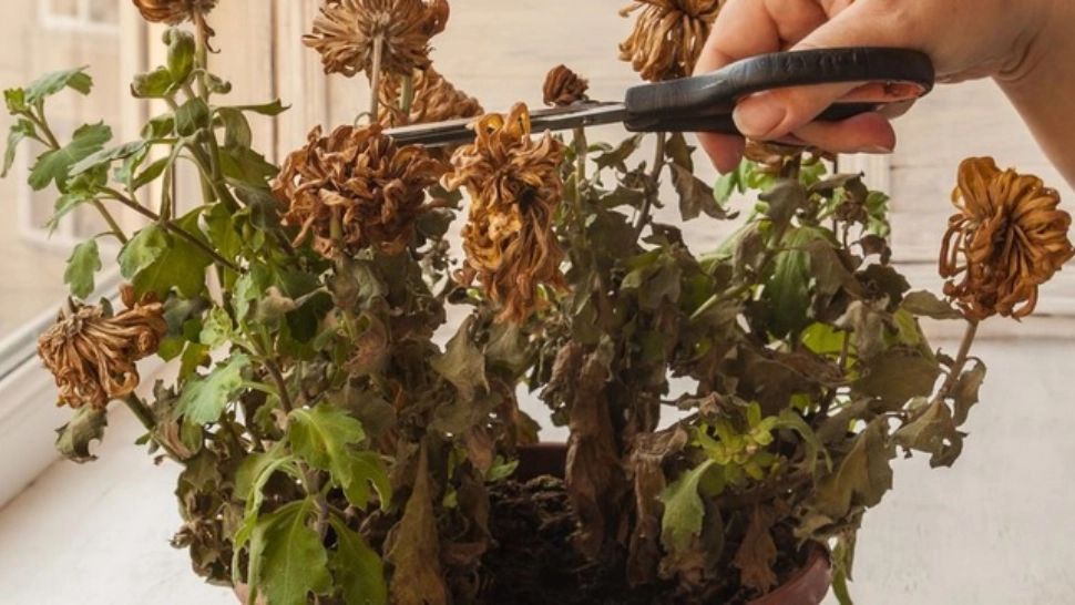 Truc genial: ce să pui în ghiveci dacă florile s-au ofilit. Își revin pe loc 