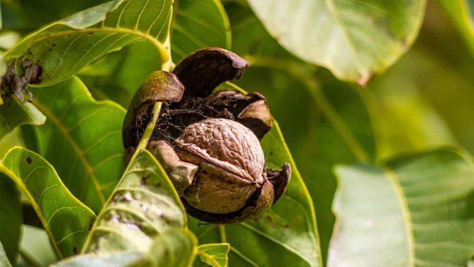 Şi-a înfăşurat gleznele în frunze de nuc. După 20 de minute, miracolul s-a produs! Efectul, cu adevărat uimitor!
