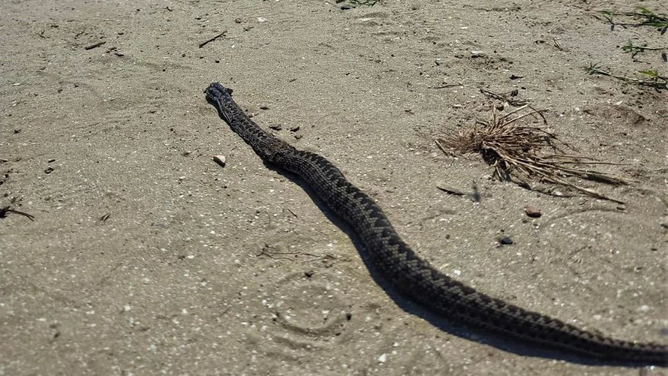 FOTO Viperele periculoase din Delta Dunării, mult mai numeroase - La ce trebuie să fie atenți turiștii pe plaja Perișor
