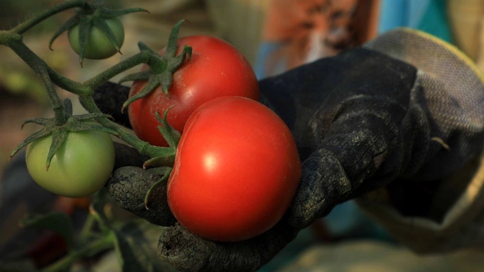 Cum alegi roşiile sănătoase. Detaliul care îți arată decă sunt tratate CHIMIC 