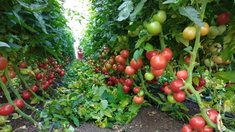 Tomatele autohtone, ÎNGROPATE de importuri - Cum este acaparată România de MAFIA legumelor