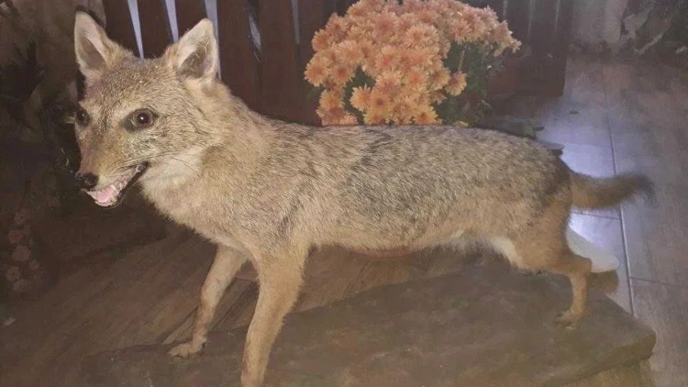 Locuitorii din Delta Dunării sunt terorizați de șacalii care intră în gospodării. Autoritățile cer să li se permită vânarea prădătorilor