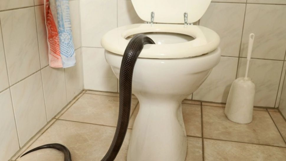 Bărbat mușcat de un ȘARPE ieșit din toaletă