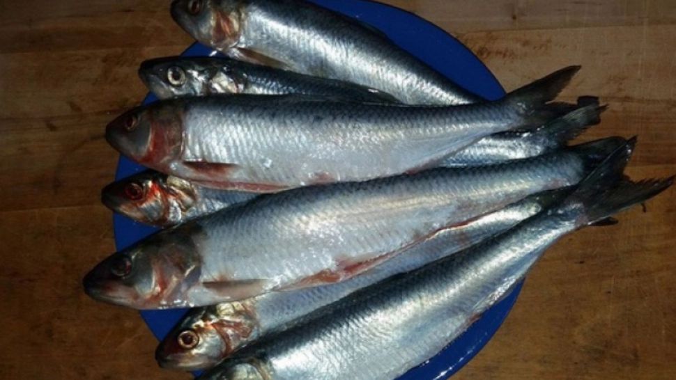 Peştele miraculos care îţi curăţă vasele de sânge de colesterol