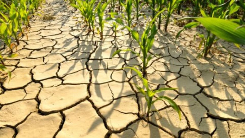 Secetă în România | Prăpăd de la o zi la alta: Peste 330.000 de hectare afectate