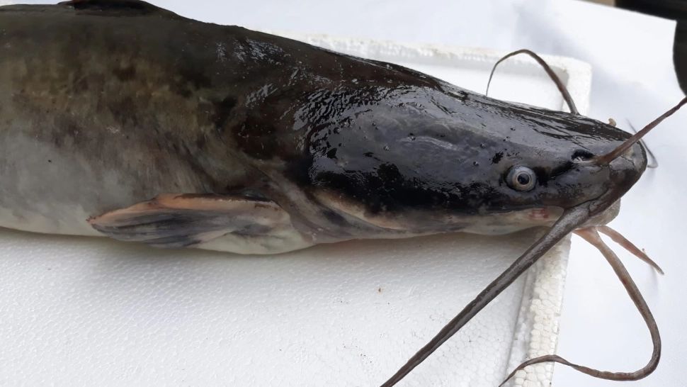 VERIFICĂRI urgente după ce somnul african a scăpat în Delta Dunării - Ce trebuie să facă pescarii cu peștele periculos FOTO