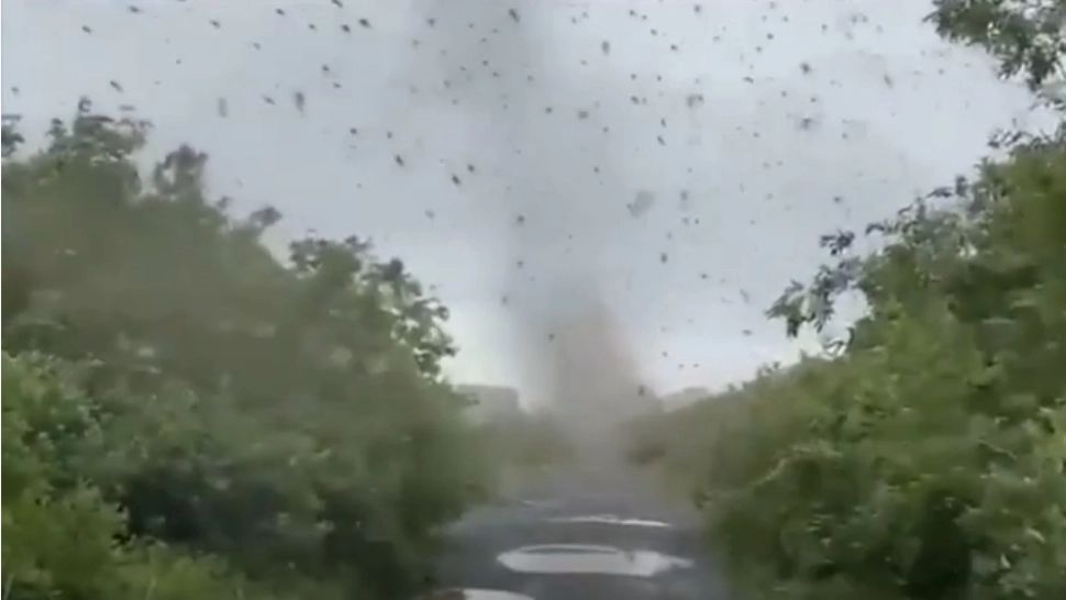 Invazie de țânțari într-un oraș din Italia. S-a cerut stare de urgență. Oamenii sunt exasperați din cauza insectelor