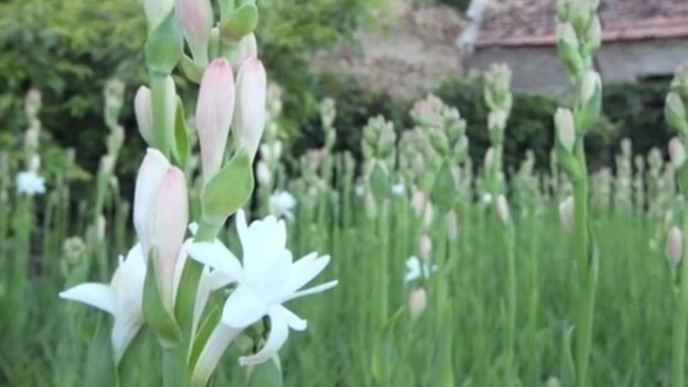 România va avea prima floare protejată 