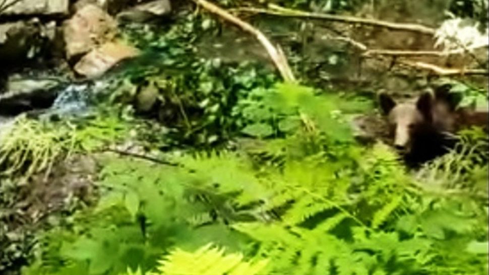 URS salvat în ultima clipă din capcana braconierilor - Dosar PENAL după intervenția dificilă a jandarmilor. VIDEO