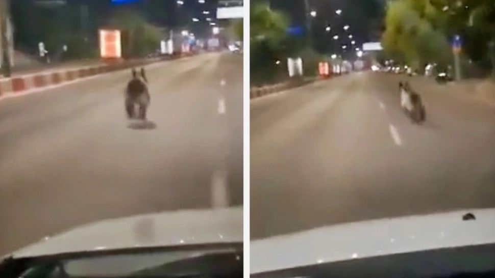 URS filmat pe un bulevard intens circulat din Brașov. Animalul alerga haotic pe stradă - VIDEO