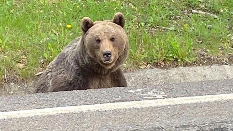 VIDEO Urs de 400 de kilograme, SALVAT dintr-o capcană. Animalul era în agonie