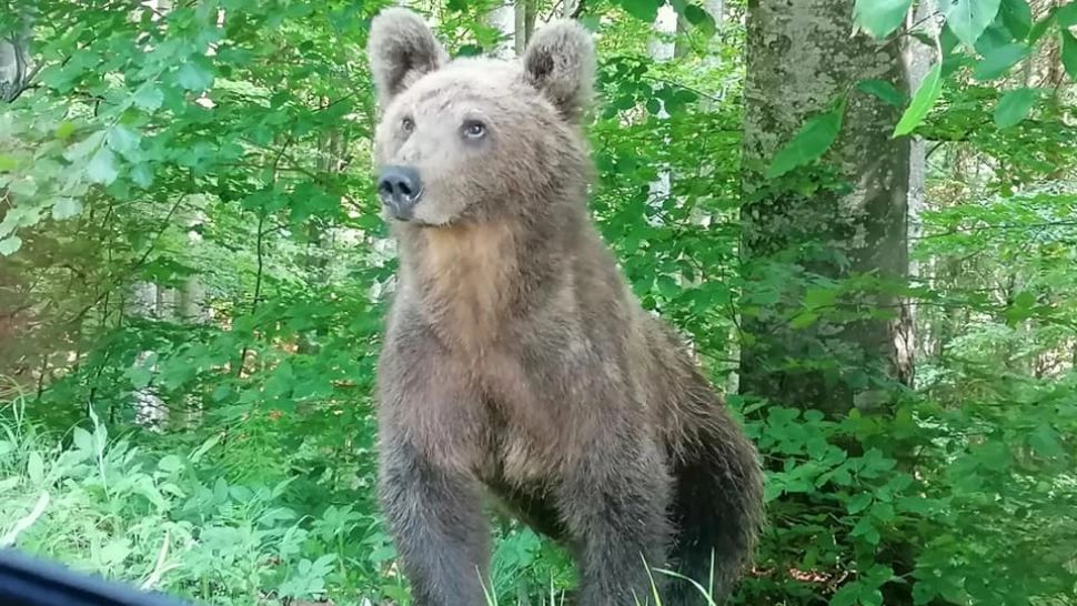 Localitate din județul Mureș, TERORIZATĂ de urși! Apelul primarului: Cerem să se coreleze directivele UE cu Constituția României 