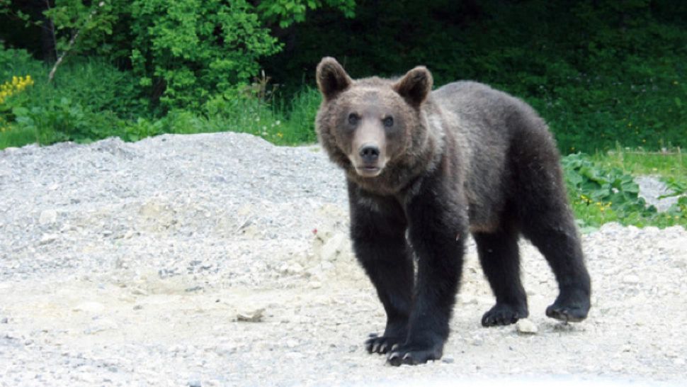 Imagini inedite cu un urs care umblă în voie prin oraș în căutare de hrană - VIDEO