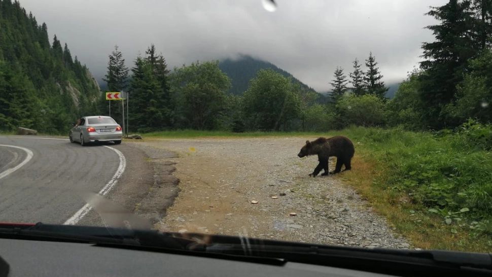 ALERTĂ de urs pe Transfăgărășan! Animalul sălbatic a fost surprins în apropierea mașinilor - Galerie FOTO