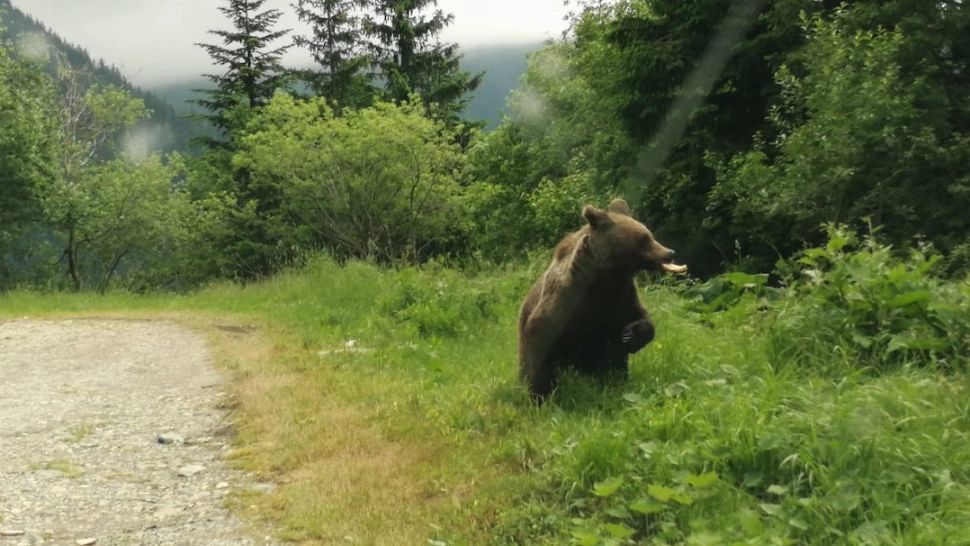 ALERTĂ pe munte! Grup de turiști, recuperat de jandarmi, după ce au dat nas în nas cu o ursoaică cu pui