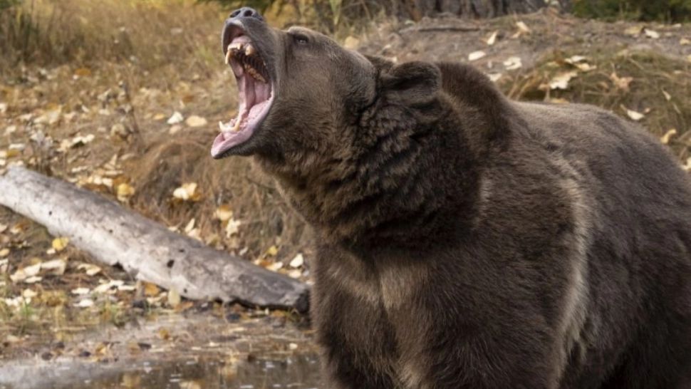 Tânăr atacat de urs, în județul Bacău. Autoritățile cer MĂSURI