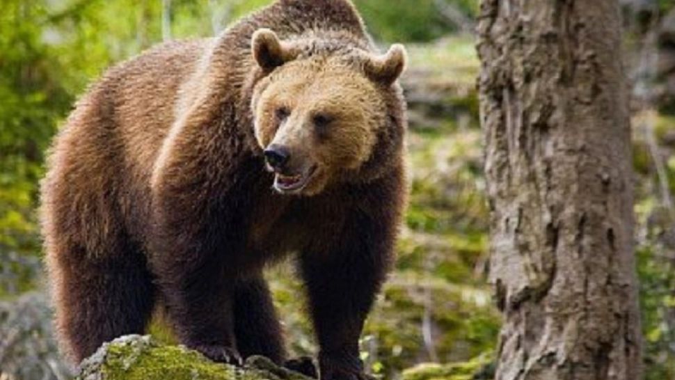 Un bărbat a murit după atacul unui urs - Un altul este internat în stare gravă