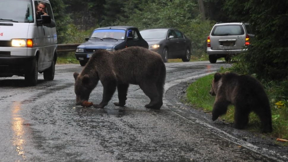  Locuitori din mai multe comune prahovene, terorizaţi de urşi! Ce MĂSURI iau autoritățile