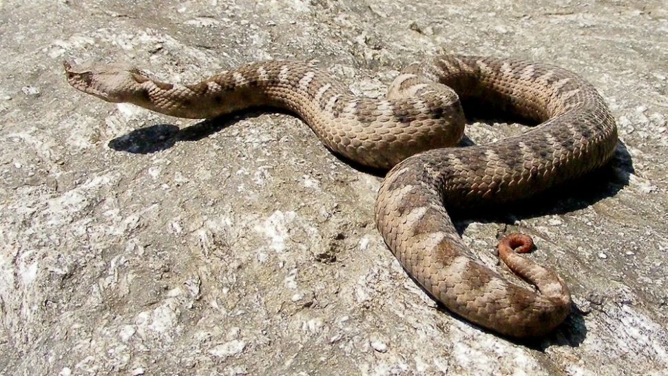  Pericol în județul Hunedoara: o femeie a ajuns la secția de Terapie Intensivă mușcată de VIPERĂ