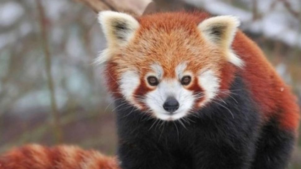 VIDEO Doi pui de panda roșu - VEDETE în România, la Zoo Brașov. Cei doi ursuleți așteaptă să fie „botezați” de public