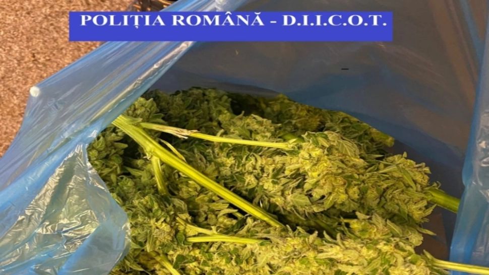 Plante de cannabis, descoperite într-o localitate din Argeș. 4 persoane duse la audieri