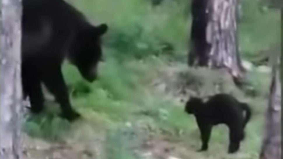 Urs speriat de o pisică, în Siberia. Imaginile au devenit virale