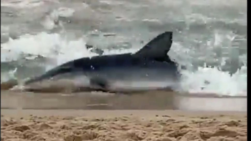 VIDEO Turiști alungați de pe plajă de un rechin, în Spania