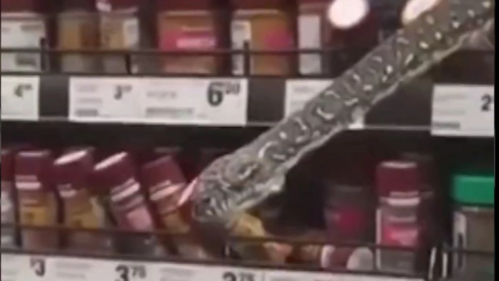 VIDEO Oferta zilei într-un supermarket: șarpe ascuns în condimente