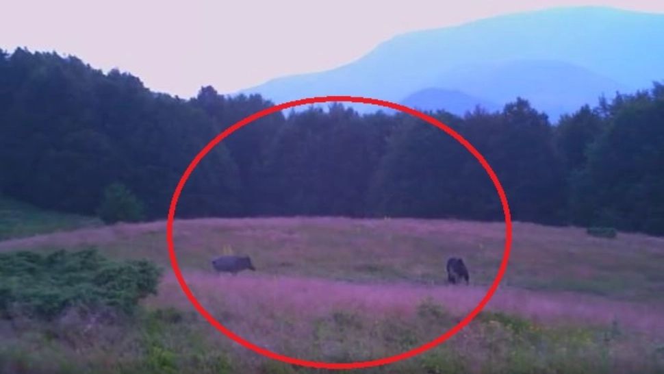 VIDEO | Întâlnire de gradul zero în pădure. Cele mai puternice animale s-au întâlnit în Caraș Severin