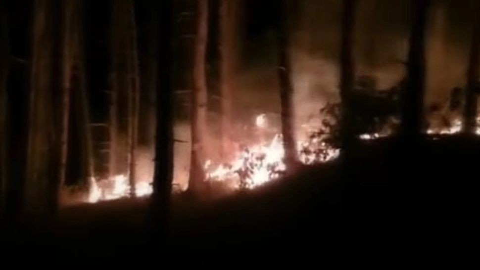 Pădure cuprinsă de FLĂCĂRI în județul Alba. Aproximativ 2.000 de mp de vegetație uscată și litieră de pădure, făcuți SCRUM