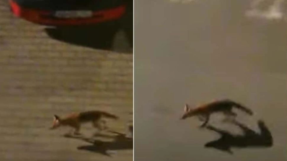 O vulpe flămândă provoacă PANICĂ printre localnicii unui cartier din Alba-Iulia. Ce CAUTĂ animalul