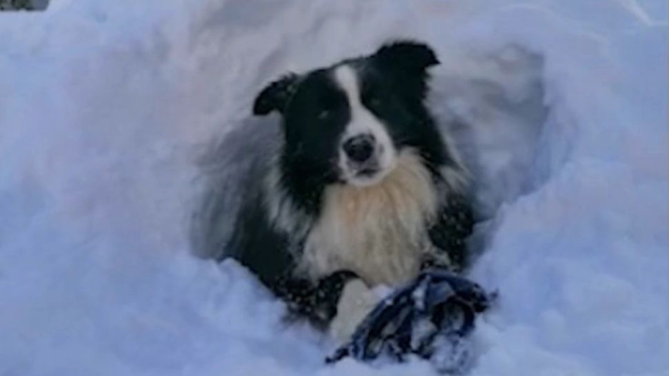 Singurul câine de intervenţie al Salvamont Prahova, lovit de o turistă speriată. Cum s-a produs INCIDENTUL