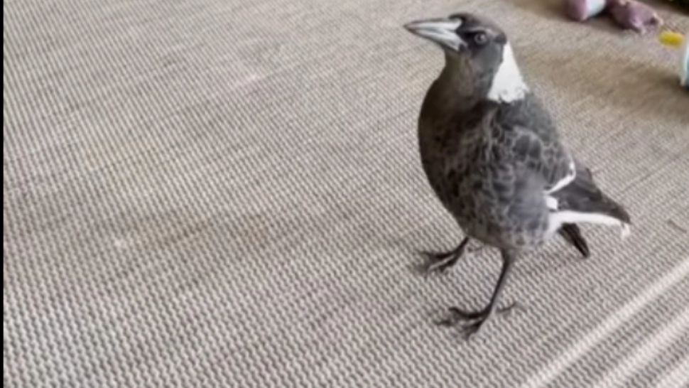 INCREDIBIL: O pasăre îngrijită de un câine a început ... să latre! - Imaginile, virale pe net