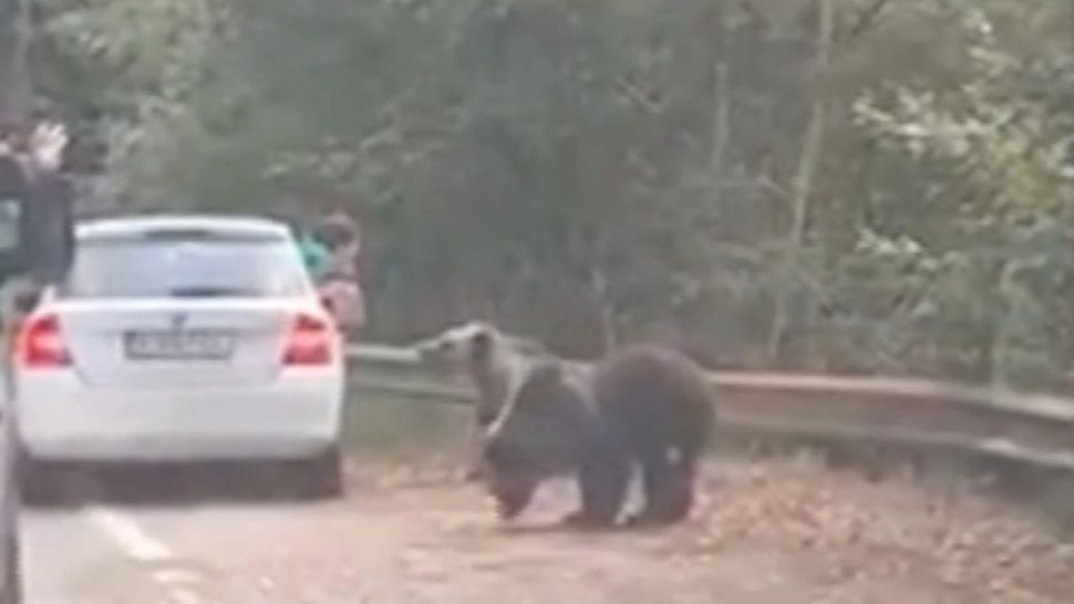 VIDEO Goana după o poză pentru Social Media ne poate costa VIAȚA! Turistă, ATACATĂ de urs pe un traseu montan