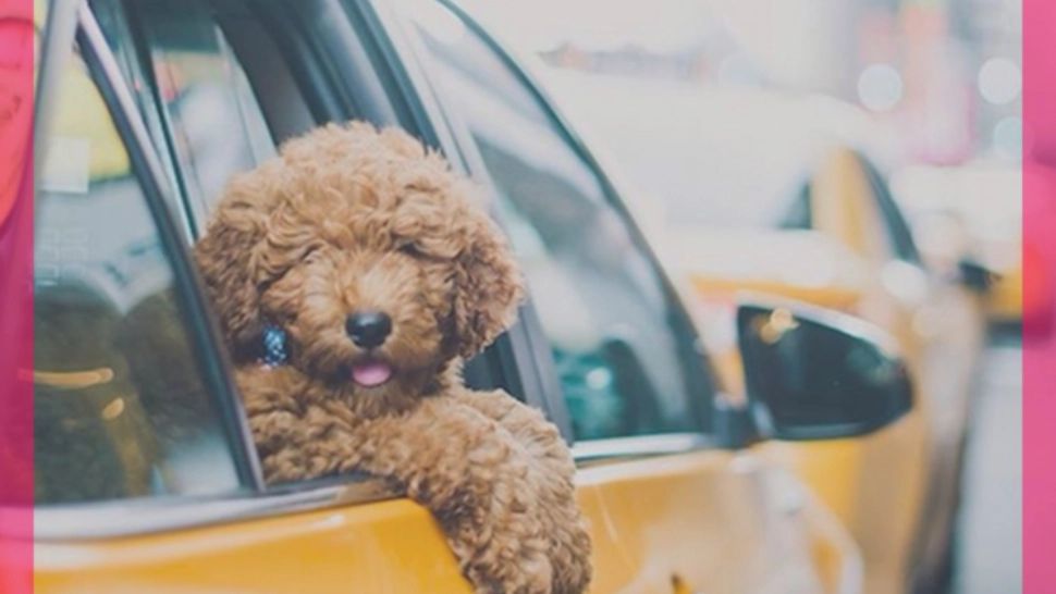 Răsfăț pentru necuvântătoare. 2 tineri ieșeni au făcut taxi pentru animale de companie