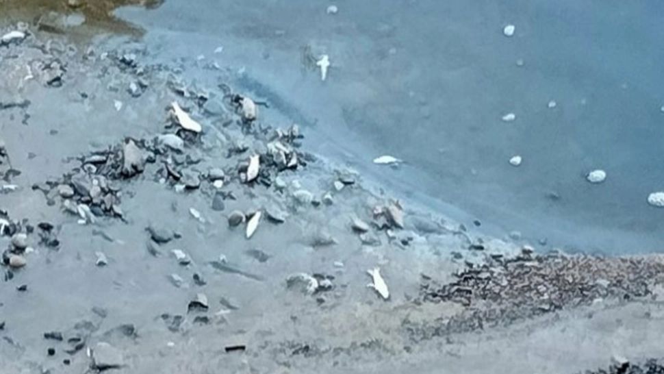 Alertă! Pești morți găsiți pe malul râului Prahova. S-a sesizat Garda de Mediu