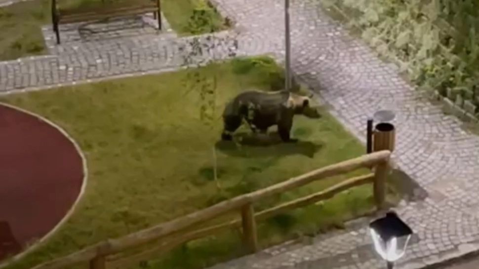 VIDEO  / Noi ALERTE de urs în județul Harghita: S-au efectuat 9 apeluri la 112 și tot atâtea intervenții 