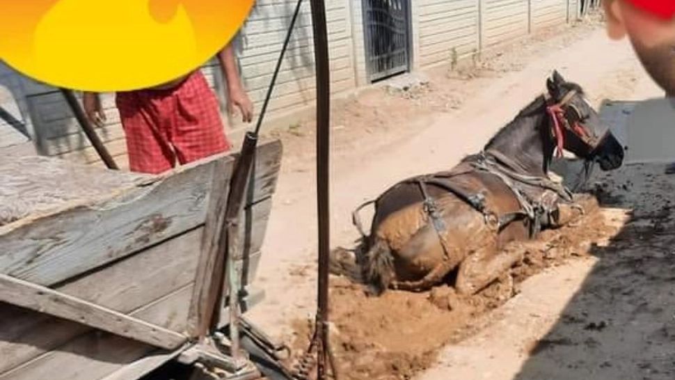 VIDEO Cal și căruță, înghițit de pământ, pe o stradă de la periferia Craiovei unde s-a lucrat la termoficare