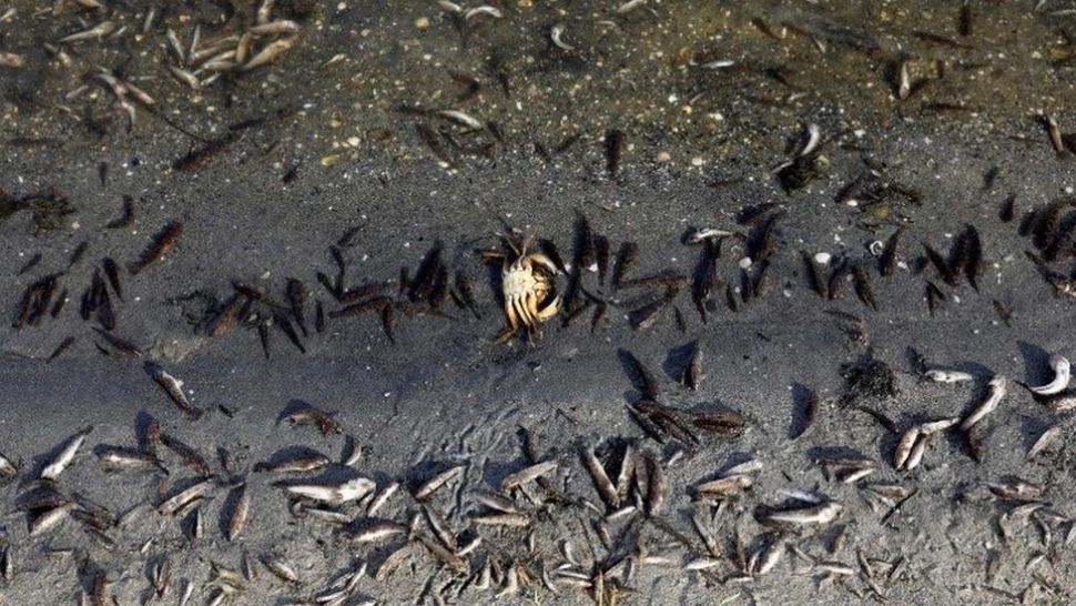 Dezastru ecologic într-o lagună din sudul Spaniei. Tone de peşti şi crustacee, găsite moarte la mal - FOTO