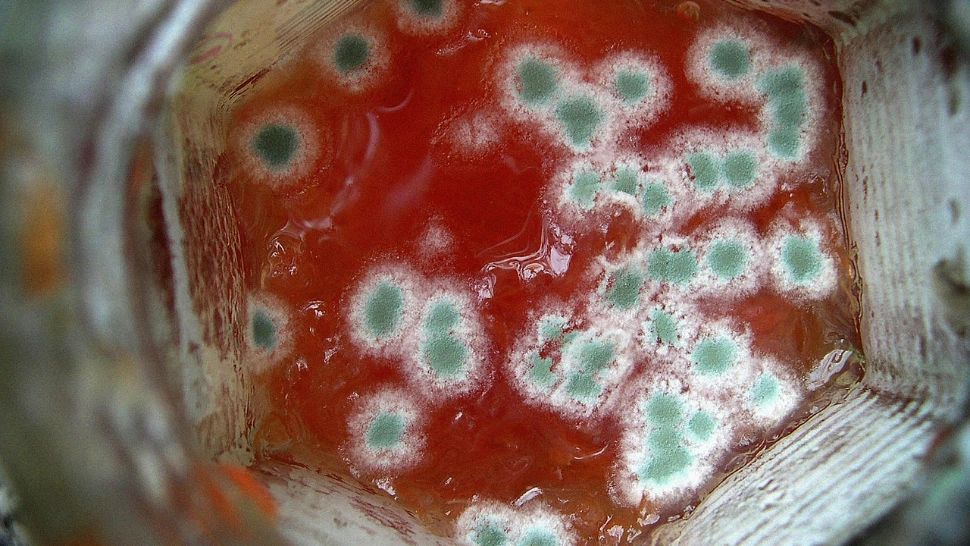 Cea mai frecventă greșeală pe care o fac gospodinele când pregătesc dulceața - Asta e motivul pentru care nu rezistă peste iarnă