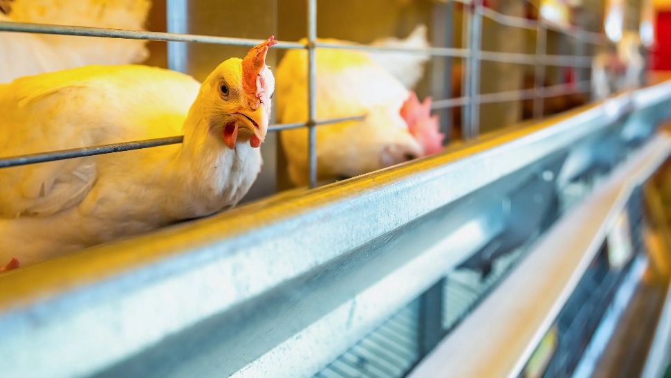 Descoperire macabră. Groapă cu păsări moarte, găsită în curtea unei fabrici avicole