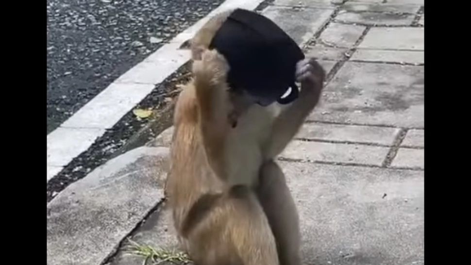 VIDEO | Maimuța adaptată pandemiei, surprinsă în timp ce își pune pe față o mască găsită pe stradă