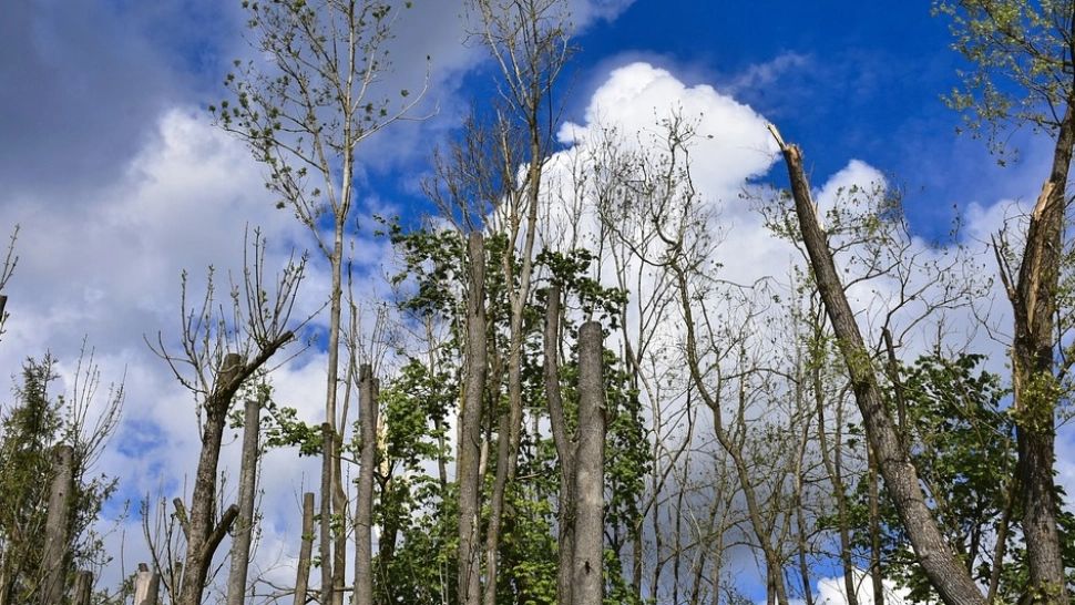 Familie cu copii mici, rătăcită în pădure - intervenție contracoronometru